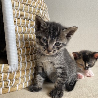 甘えん坊すぎる！仔猫のキジ猫くんです