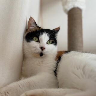 物静かな三毛猫イクラちゃん