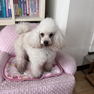 トイプードル里親募集中（スタイル良きチャンピオン）
