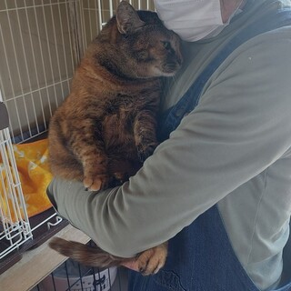 むぎわらさびの女の子