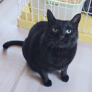 甘えん坊1匹飼いしてくださる方