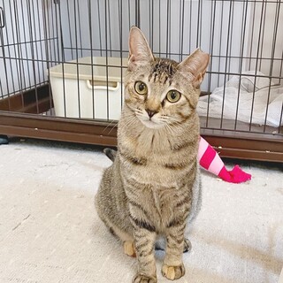 むぎわら色の女の子