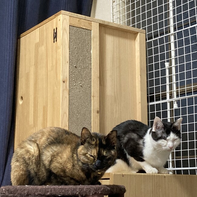 むたちゃんのカバー写真