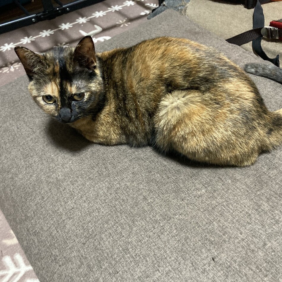 陽乃姫のカバー写真