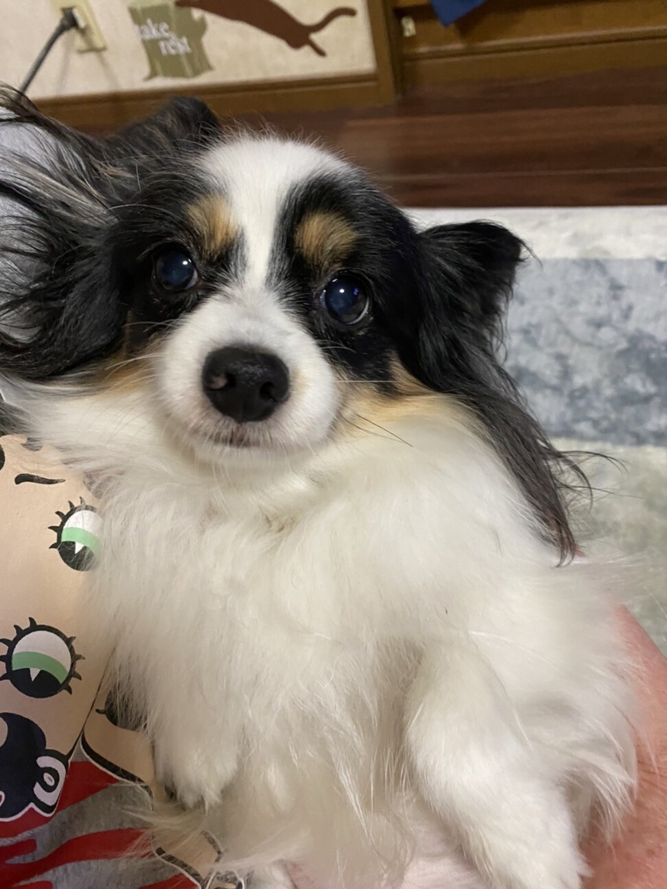 ★パピヨン①〜⑨★ パピヨン 9歳☆ピアスち」大阪府 - 犬の里親募集(405165) 2枚目の