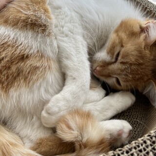 食いしん坊少年おかかくん