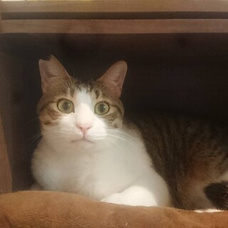 ◆3/20◆お客様にも甘えちゃう♪珊瑚くん