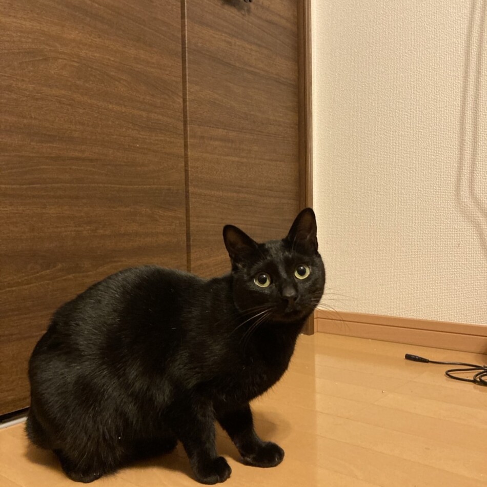 ルナのカバー写真