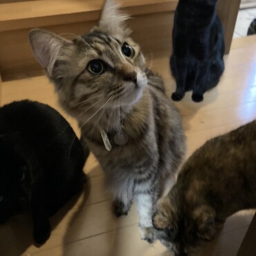 みんなで家の中をお散歩中