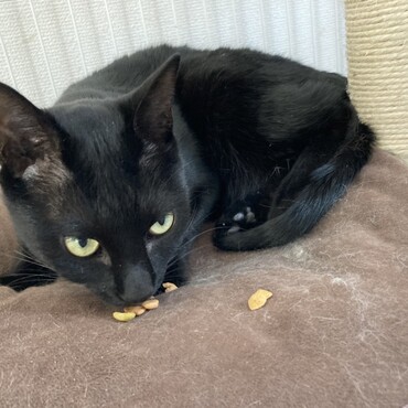 人が怖いけど目の前のおやつは欲しいｗ