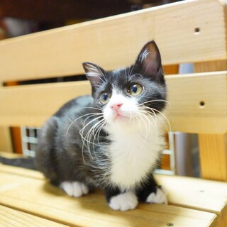 ★里親様決定！（他サイト応募）★セロリくん