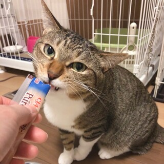 ちょいポチャ可愛い♡キジシロハニーちゃん