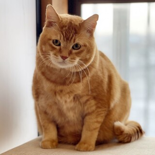 【茶トラ】大きくて穏やかな虎次