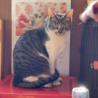 【キジ白　しずくちゃん】馴れるまで時間がかかります