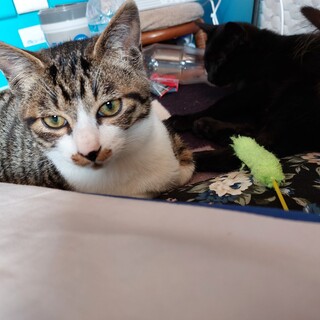 ツンデレ可愛い男の子。