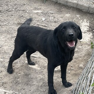 黒ラブの女の子(一旦停止)