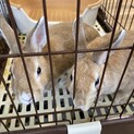 メスうさぎ　2匹　