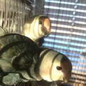 コザクラインコ2羽兄弟里親募集