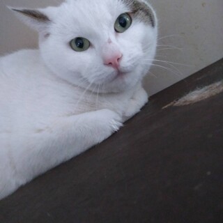 とっても賢い☆サリーちゃん☆女の子