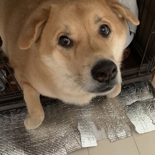 里親募集！柴とラブラドールの雑種【成犬】