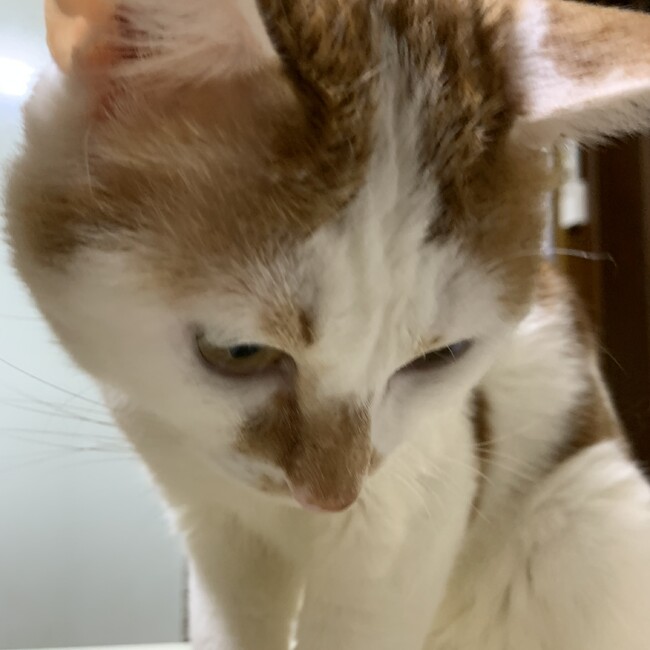 飛ちゃんのカバー写真