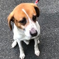 ビーグル系mixの元気な男の子です！