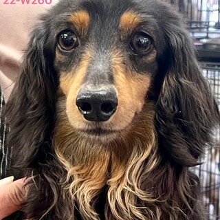 22-W260　穏やかでとっても可愛い♪