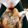全体の毛並み※去勢後なのでカラーしてます。