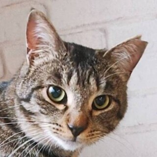 5/8　譲渡会参加予定☆キャラメルちゃん