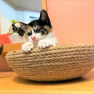 超美形＋左目の上のハート♡模様がまぶしい甘え姫