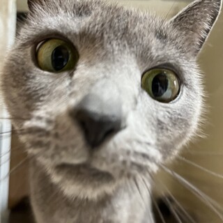 ベラちゃん　里親募集中