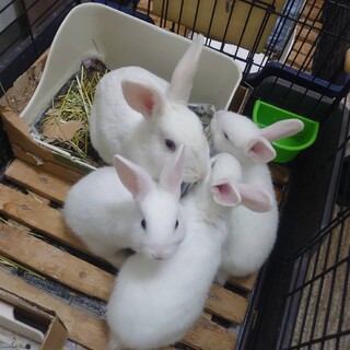 《！緊急！》真っ白きれいなウサギさんたち