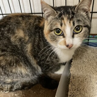 おとなしい三毛猫　メイ❣️
