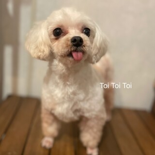 マルチーズのバニラです。