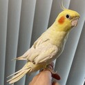 オカメインコ5歳 オス　の里親になってくれる方