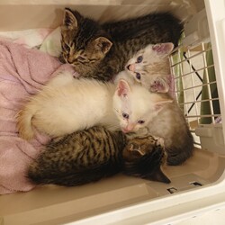 保護ねこ☆小さな譲渡会 サムネイル3