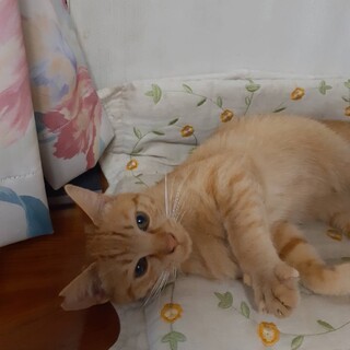 素敵なご家族と出会えました♡甘えんぼ茶ﾄﾗ君