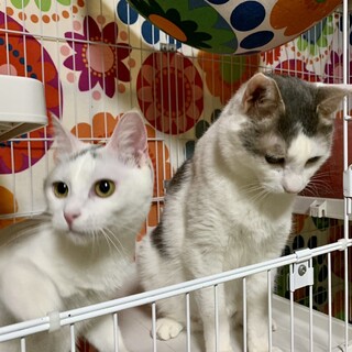 【お見合い歓迎】ももちゃん♡銀二君