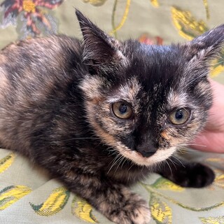 素敵な里親様と出会えました♡アンちゃん