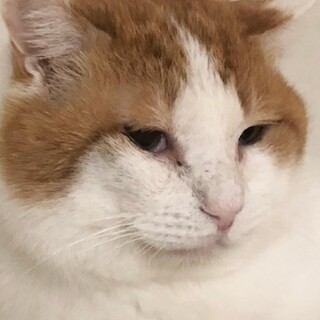 【3/22⭐️泉大津にて譲渡会】参加猫デッカくん