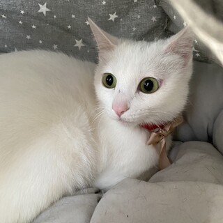 可愛い「白ちゃん」ずっとのお家募集中です。
