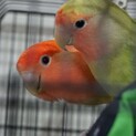 コザクラインコの里親を募集します