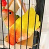 コザクラインコの里親を募集します サムネイル2