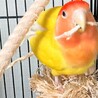 コザクラインコの里親を募集します サムネイル3