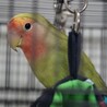 コザクラインコの里親を募集します サムネイル4