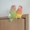 コザクラインコの里親を募集します サムネイル5