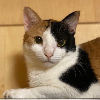 美＊三毛猫 頭良く媚びない 姉妹２匹で！人馴れ途上