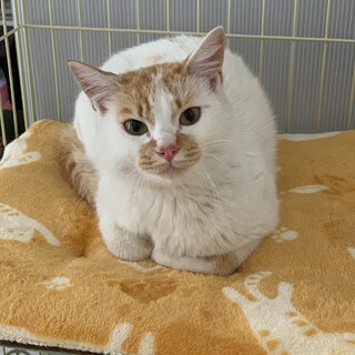 ふわふわ綿菓子のいくらくん