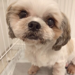 穏やかなシーズー♀きらチャン