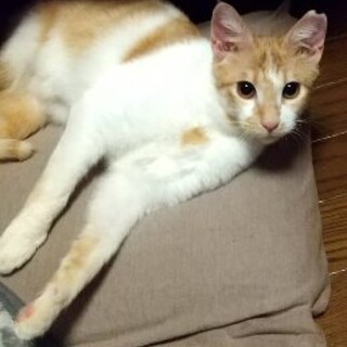 人間大好きなカイくん